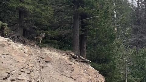 Sheep Escape Encounter With Wolf