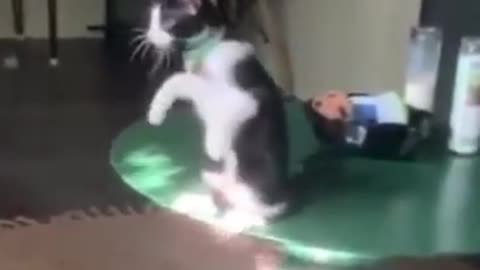 Crazy cat 😂 Funny pets #shorts