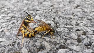 Dude Discovers a Couple of Licentious Wasps