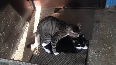 Cats Mating Season cat"revives" and mates his girlfriend