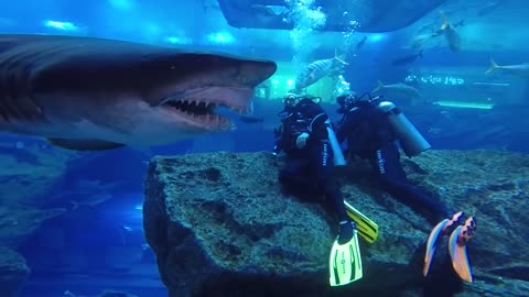 Divers' close encounter with a Shark leaves them horrified