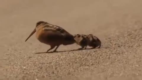 A curiosa dança da American Woodcock