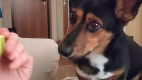 Cute little dog asks for an apple