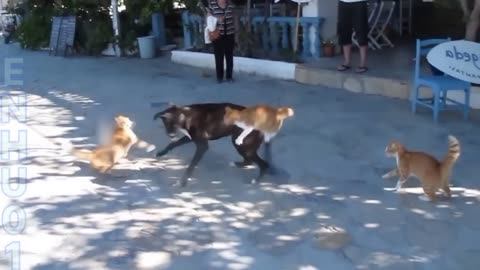 Dog vs cat fighting funny video . Viral funny video of 2023. Cat and dog fighting funny