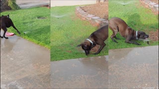 Puppy eats Sprinklers