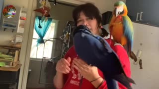 Macaw parrot training How to put or use a harness on your parrot