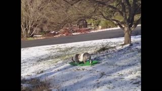 Adventurous dog goes sledding