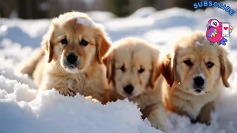 some little golden retriever puppies playing in the snow.there heads pop up of the snow