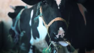 Farm Cow Animal Agriculture