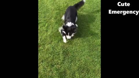 Border Collie Dogs