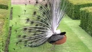 Beautiful Peacock