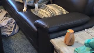 English Bulldog afraid of aromatherapy diffuser