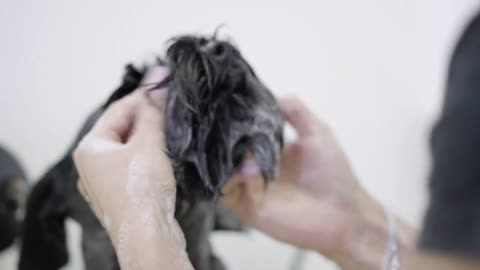 Young professional pet groomer washing black big dog's face with shampoo