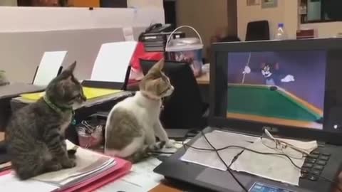 Cat watching Tom and jery