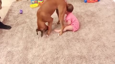 Funny dogs vidéo with babies