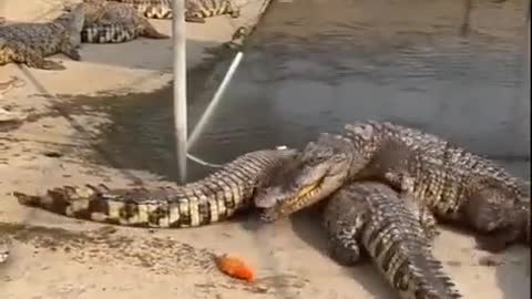 When a fish scaring crocodiles