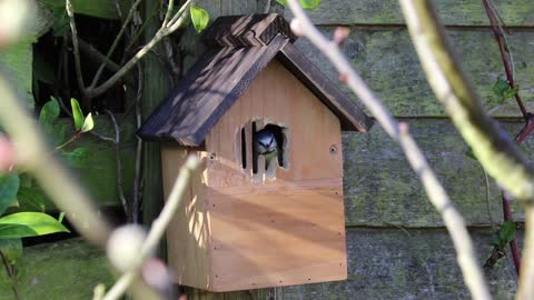 Big bird house not good without tree branches