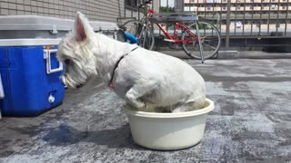 Westie decides to sit in tiny tub of water