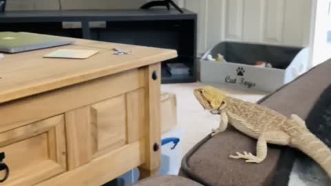 Bearded dragon's epic jumping fail caught on camera