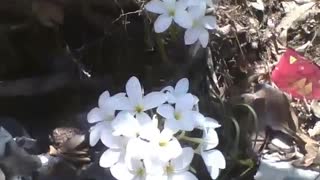 Beautiful white plumeria flowers grow amidst the rubbish and debris [Nature & Animals]