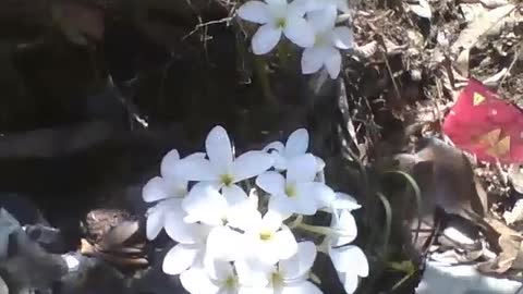 Beautiful white plumeria flowers grow amidst the rubbish and debris [Nature & Animals]