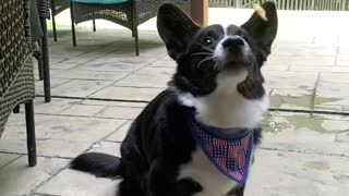 Clumsy corgi literally cannot catch treats thrown at him