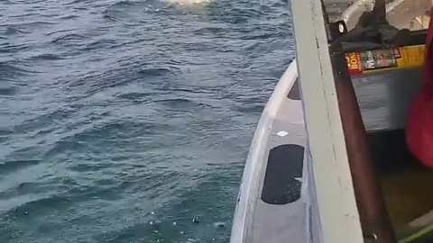Polar Bear Found Swimming in Hudson Bay ,Canada