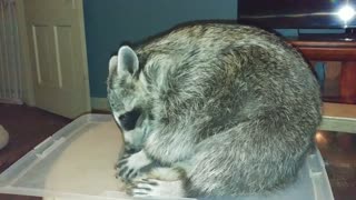 Raccoon plays with new Fidget Cube toy