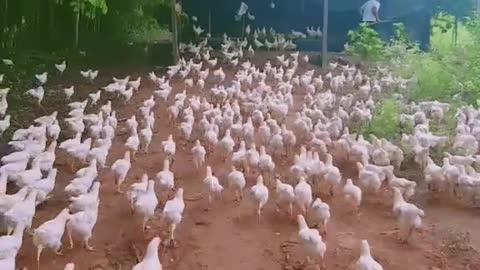 Chicken march