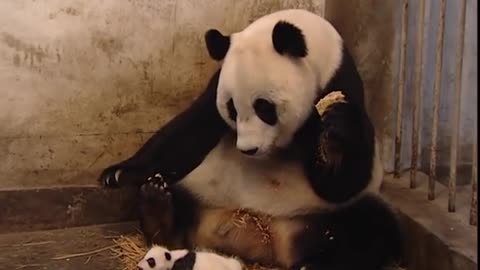 Baby Panda sneeze