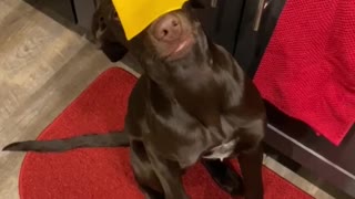 Confused Pup Hilariously Freezes After Getting Cheesed For The First Time