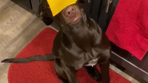Confused Pup Hilariously Freezes After Getting Cheesed For The First Time
