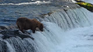 Grizzly Bear Fishing in River