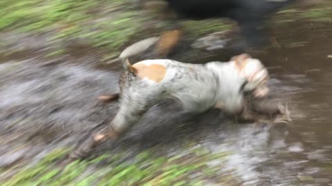 Abby and Zeke playing in the mud, action shots