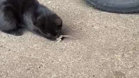 This cat enjoyed playing with the mouse