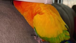 Parrot always up to trouble