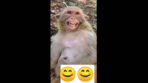 Monkey laughing