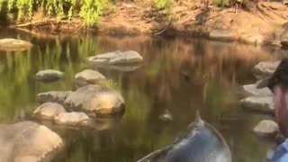 Relocating a Fish During a Drought