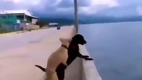 funny dogs