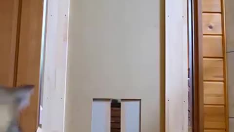 A Funny Cat Force To Break The Door 🤣🤣🤣