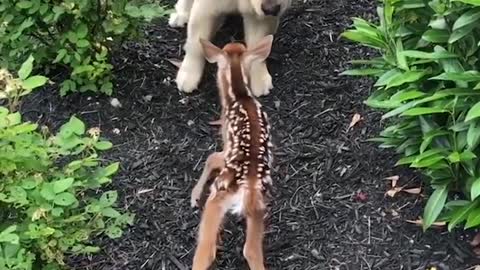 Cute animal pet puppy video 😍