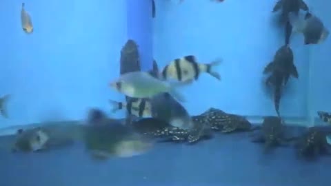 Nesse aquário há os peixes cascudos, não se movem, não parecem amigáveis [Nature & Animals]