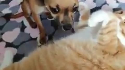 Jealous dog doesn't like cat receiving attention of his owner.