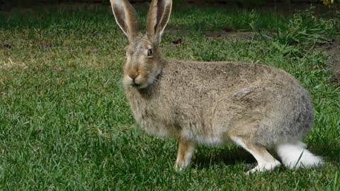 Very cute rabbit is eating grass