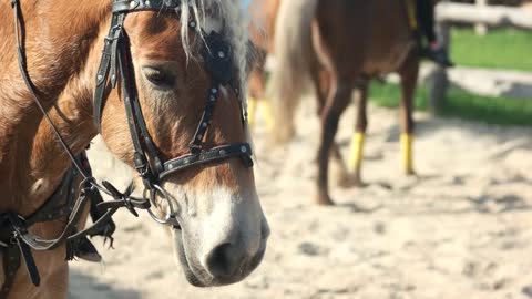 Portrait of beautiful horse outdoor. Brown horse wearing bridle. Hoofed animal on ranch