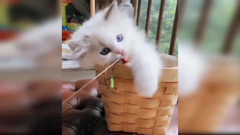 Funny cat enoy play time...😊😊😊