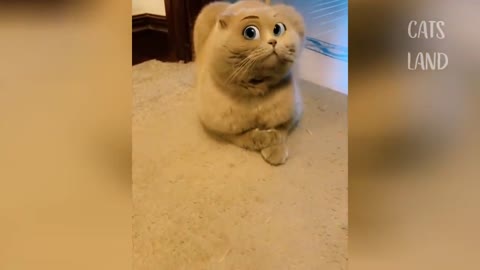 OMG So Cute animals Best Funny Cat and dog