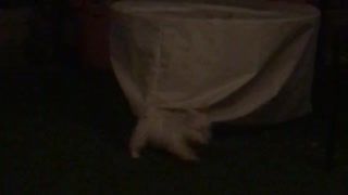 White puppy coming out of sheet and running around