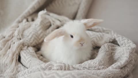 the cutest bunny