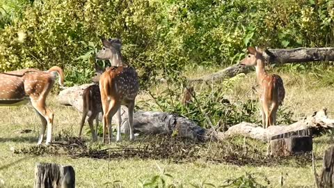 How wild deer alert from enemy